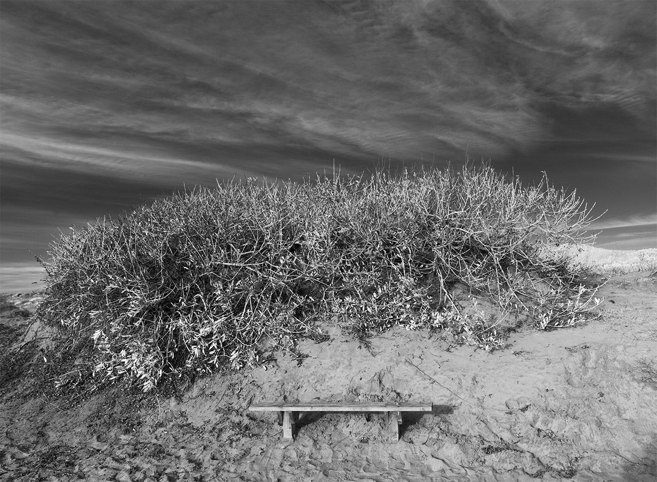 Infrared Photo of Small Sand Dune with Vegetation on Top and Bench in Front